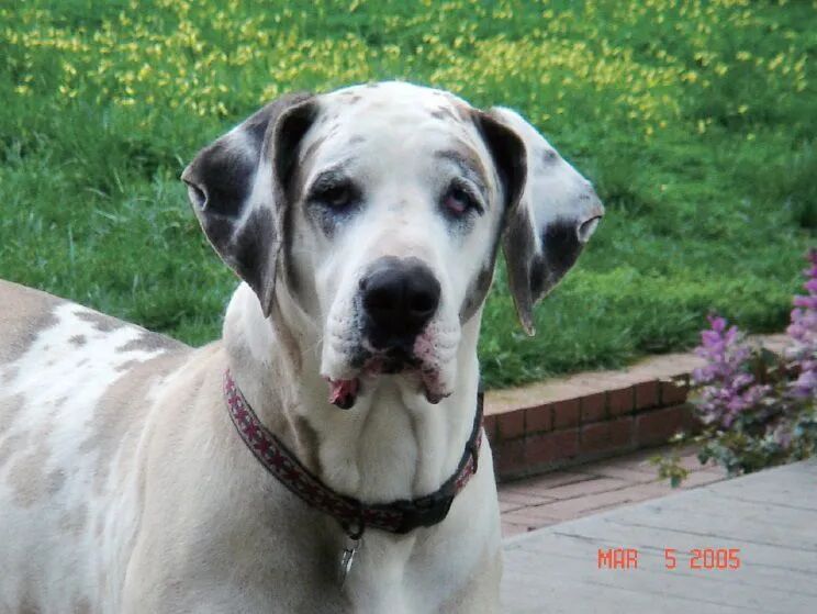 南无羌佛座下弟子 釋了慧法師